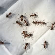 Ants pest control