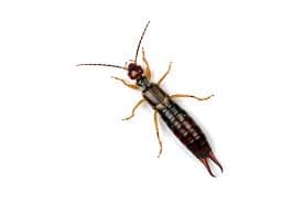 Earwig pest control