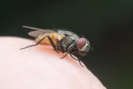 Flies pest control