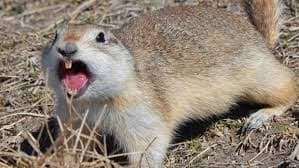 Gophers pest control
