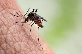 Mosquitoes pest control