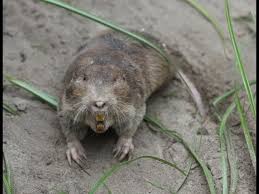 Pocket Gophers pest control