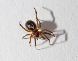 Spiders pest control
