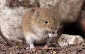 Voles pest control